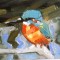 Kingfisher #2