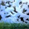 Northumberland Rooks