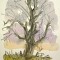 Lone Tree_edited-1
