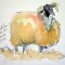 Swaledale Ewe_edited-1